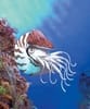 Handpop Nautilus-schelp